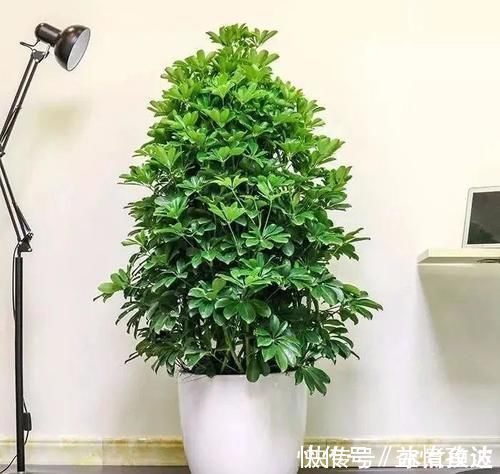 全家|三种“吸毒花”，个个都是吉祥花，家里养一盆，呵护全家健康