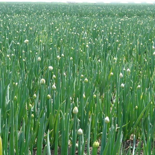 肠胃疾病|一根葱等于十分钟,吃葱的功效原来是如此那么明显