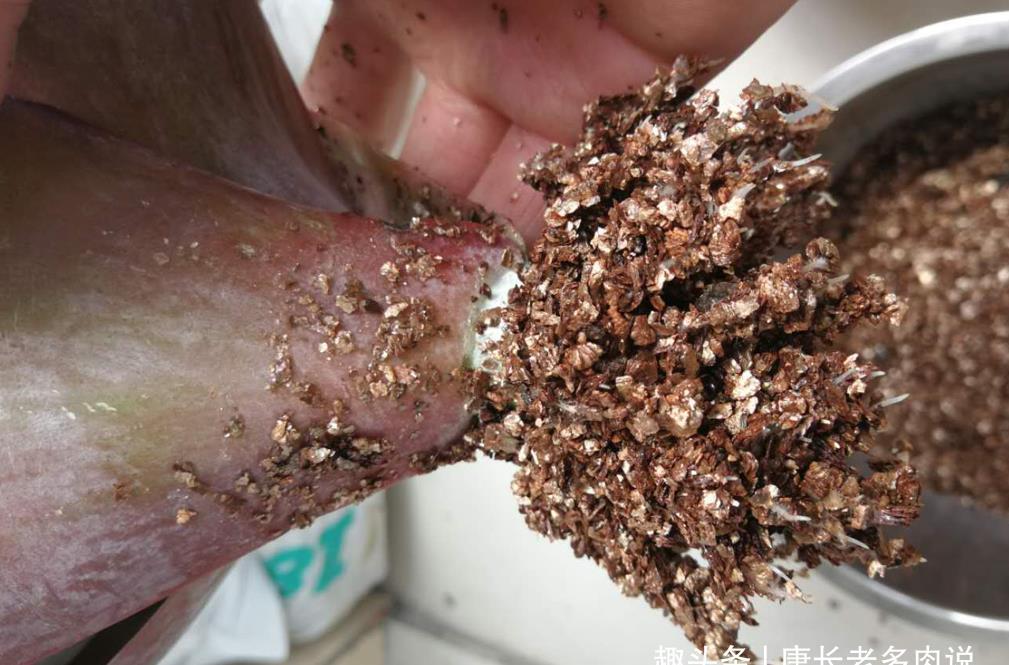 茎秆|多肉茎秆断了想还原是不可能的,但会操作的话可以多得一棵多肉