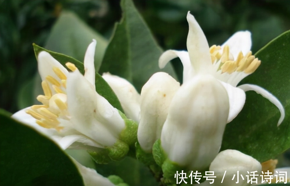 送别@晚唐诗人雍陶,用诗歌谱写诗意人生,为唐诗画上了一道绚丽的晚霞