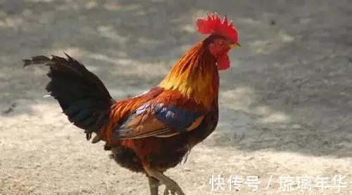 孔二哥#民间传说:孔子心善放走蚂蚱,天师无奈留下神鸡……