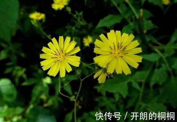 野草|猪都不愿吃的野草，原来是名贵药材苦麻草也叫“护肝草”