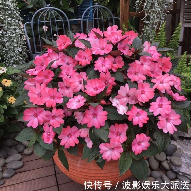 喜欢养菊,就试试“精品菊花”秋英,花开巧克力香味,华贵典雅!