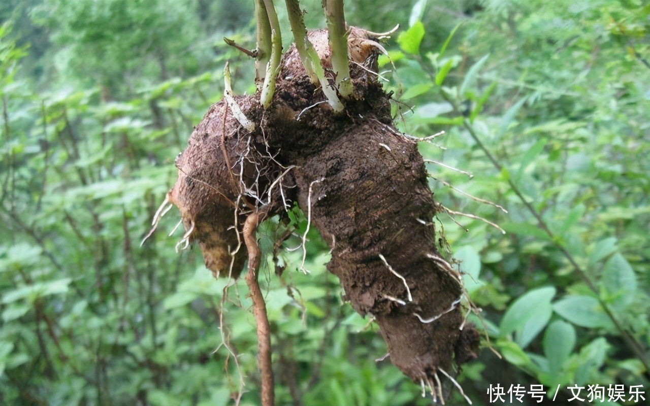 野草|人称“臭草”，价值却堪比“人参”，竹林遇见，请别铲除