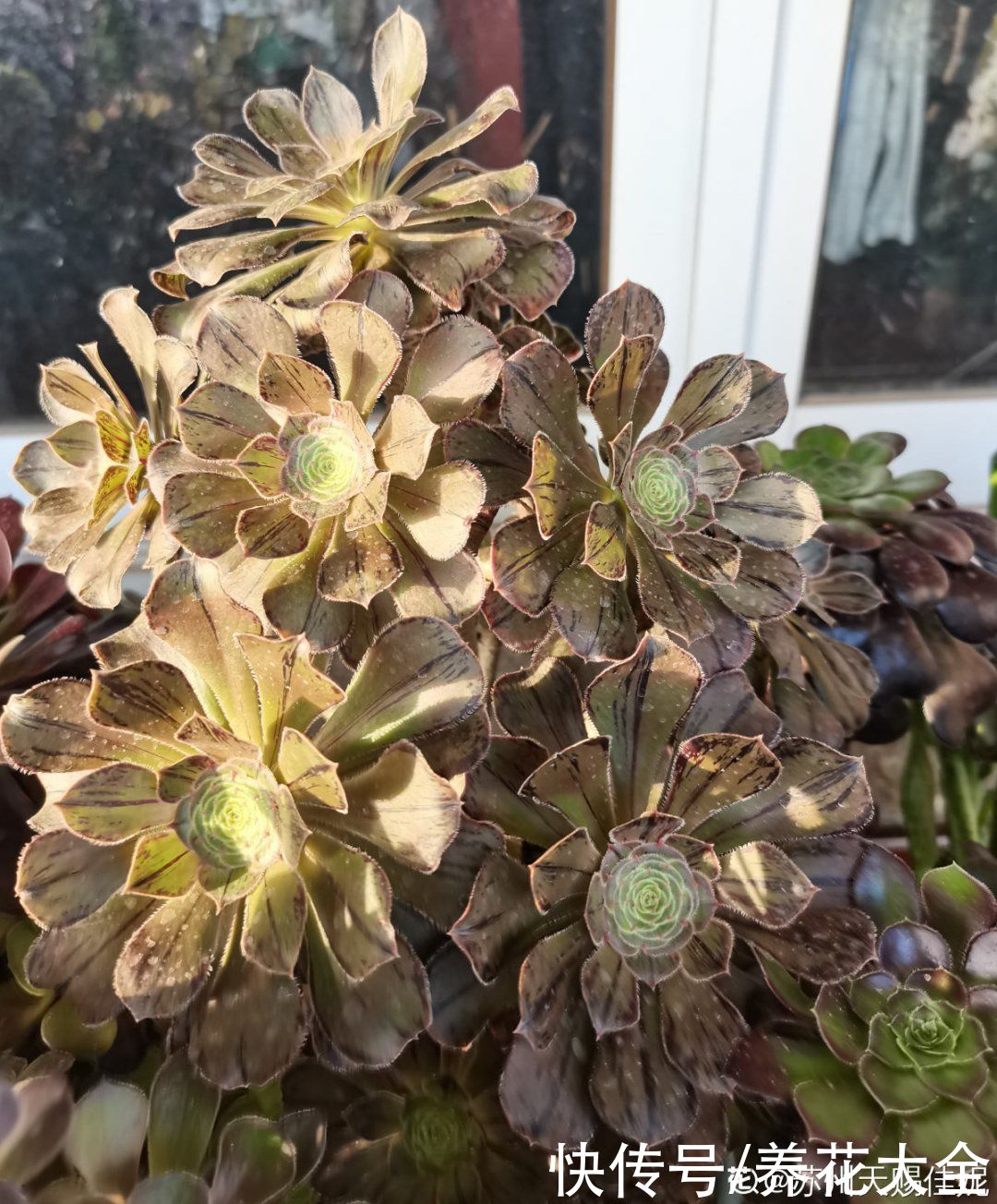 多肉|多肉夏天怎么养？休眠期一到，就要小心了