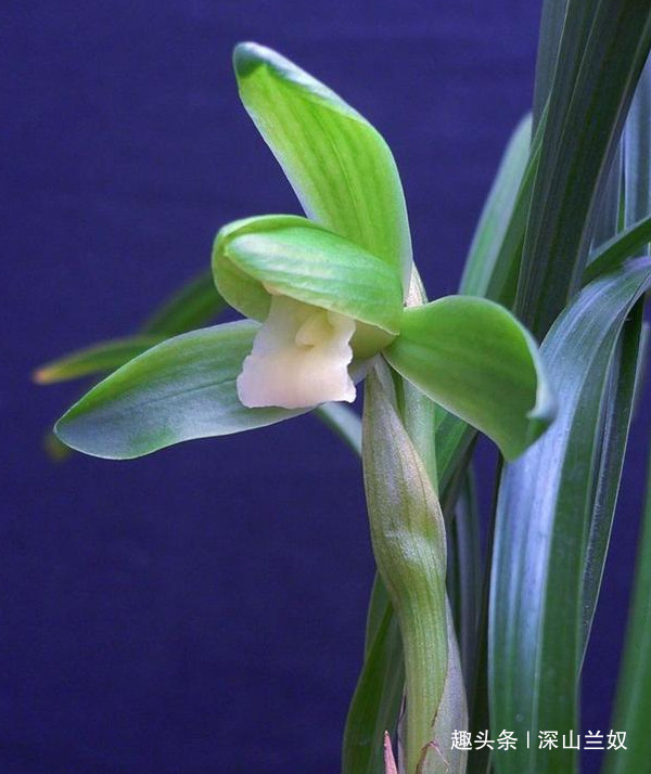 松树皮是养兰花的好东西，不会处理反而会害到兰苗