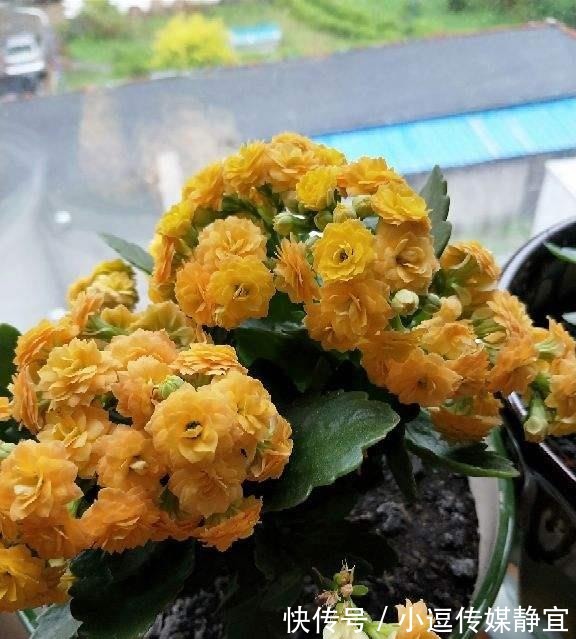 花友们|长寿花剪一刀,理个小平头,株型矮壮开花多