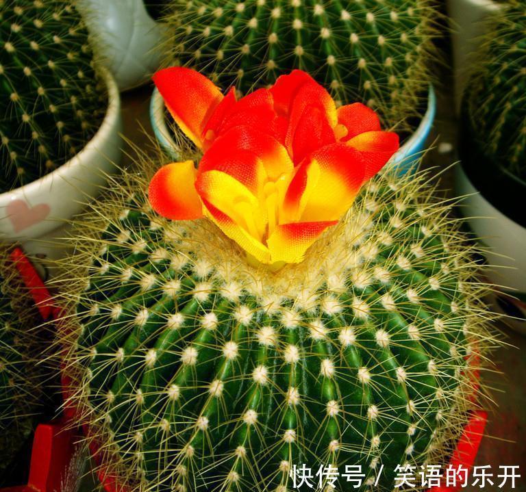 积水|适合“干养”的11种花,天冷更加要控水,不然难过冬