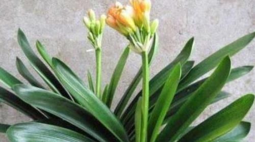 张大爷养君子兰，白天喝口酒，晚上闷上头，20天窜出大花箭！