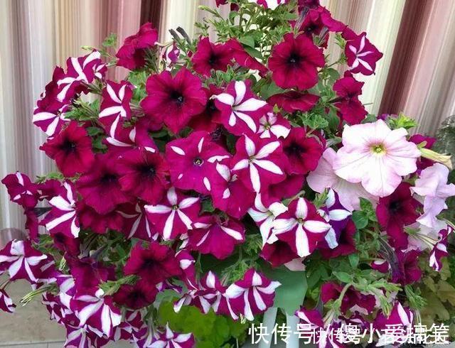 花友评选出6种“良心”好花,价格不高、花朵都是“高颜值”