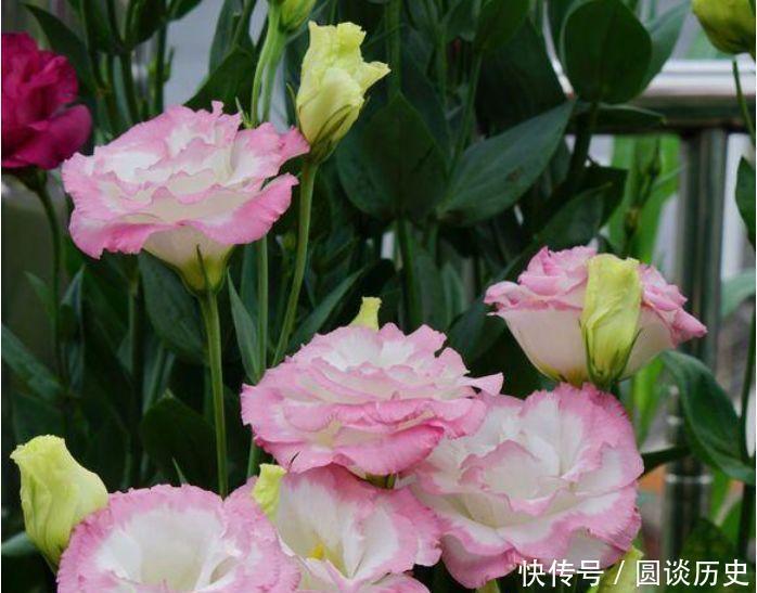 两不误|最适合新手养的4种花,沾土就能活,赏花变美两不误