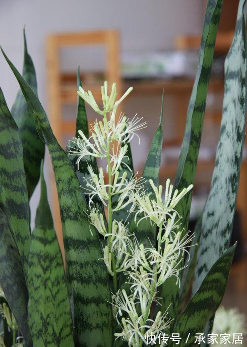 绿萝|3种耐阴植物,养在室内很好,叶色碧绿有光泽,大气又好养