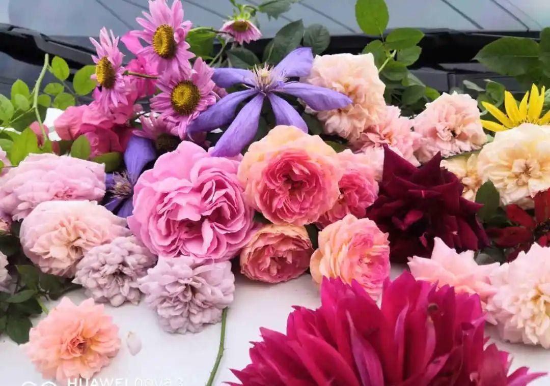 种花|8种花赶紧剃头,剃得越狠,开花越多