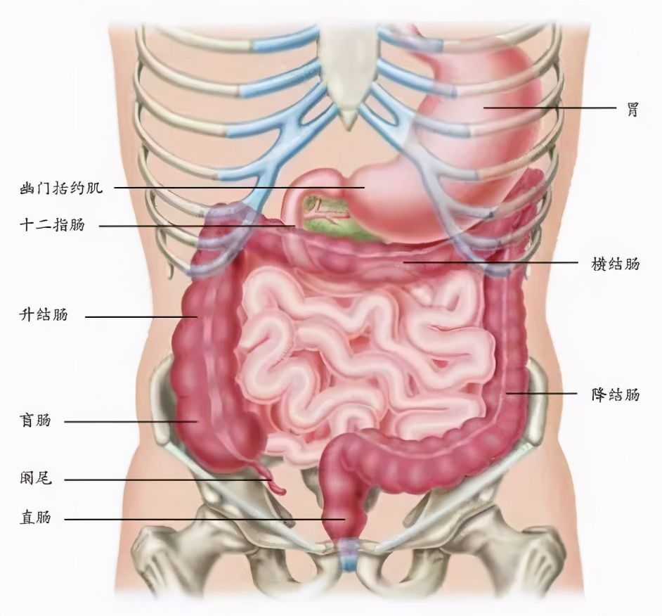 身体|你天然拥有的无价之宝——身体