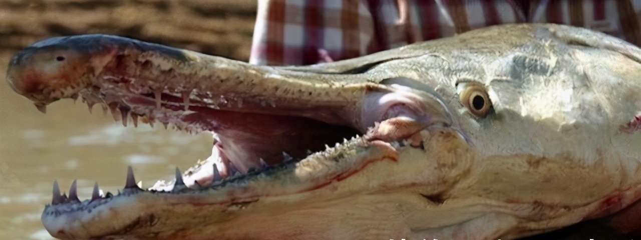 我们的生活|日本的可怕昆虫你见识过么?动漫创意来源!