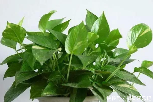 绿萝越养越差,就差成光杆了学会这3招,起死回生再爆盆!