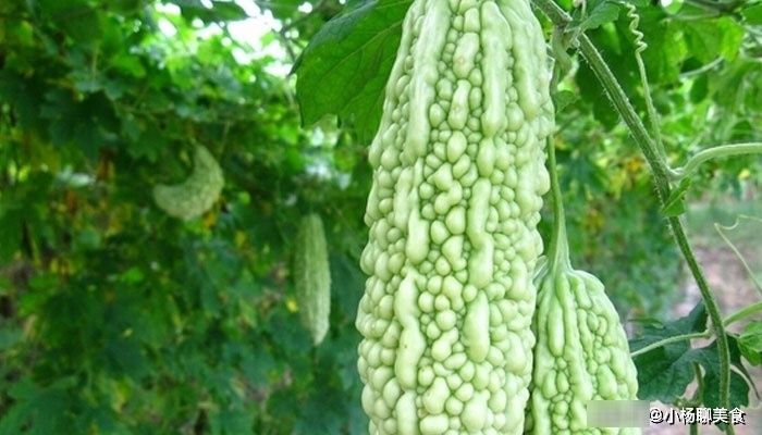 苦瓜新吃法：不炒鸡蛋做凉拌菜，开胃下饭苦味淡