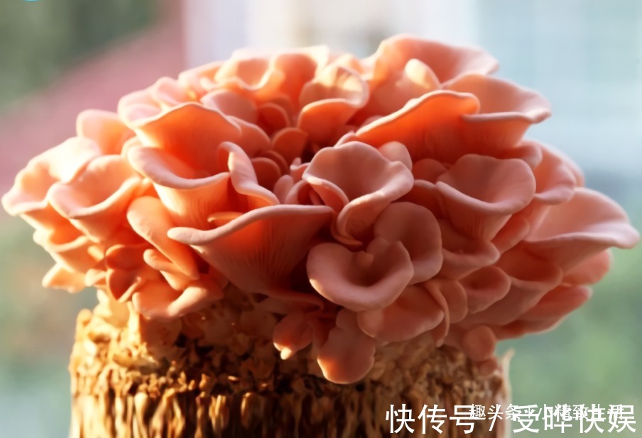 阳台不止能养花,还能种蘑菇,15天一茬,2个月吃不完