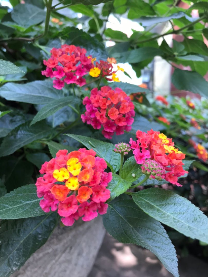 五色梅五色梅|5种花，屋子里只需养一种，一年能开花9个月，真怕把它“累死”