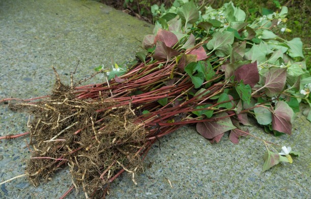 凉拌|65种野菜图片,带你认识不同的野菜和吃法,你想要的野菜这里都有