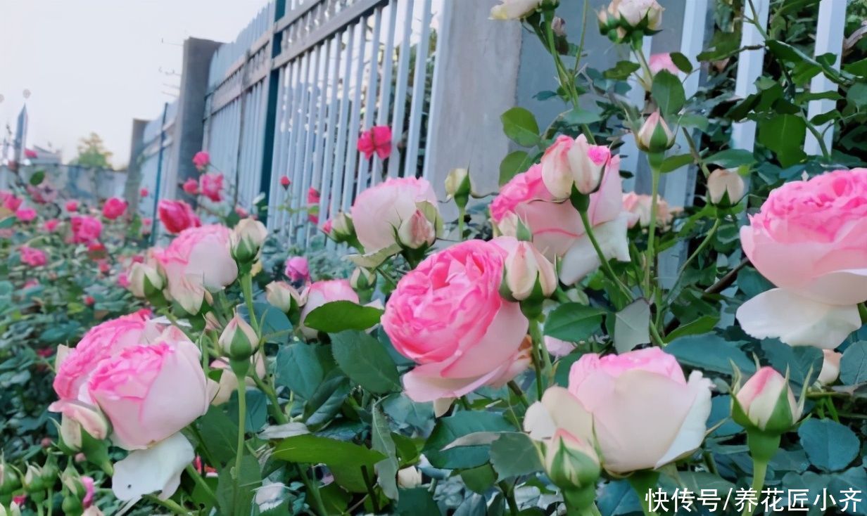 5月养月季指南，把这些“经验”学到，高温之前，还能再开一波