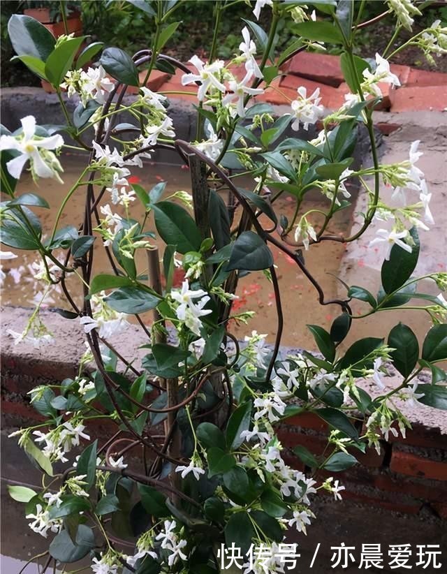  美的|一种极美的藤本植物，喜欢爬墙开茉莉花，名叫风车茉莉不养可惜了