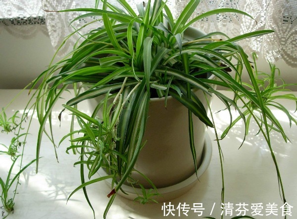 植物|家里常备这3种水溶液，养绿萝吊兰、发财树，个个枝繁叶茂根壮
