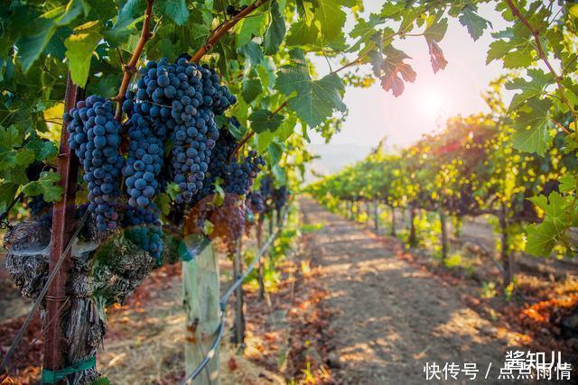 葡萄酒的“黑历史”如果不加防腐剂,就是一瓶醋