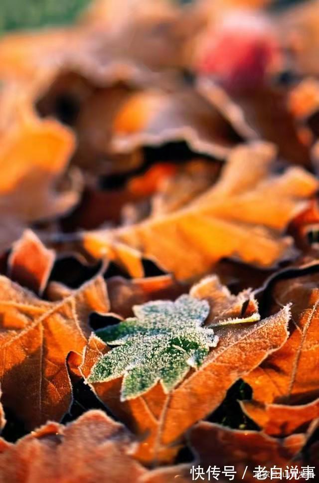 红叶&昨夜清霜冷絮裯,纷纷红叶满阶头