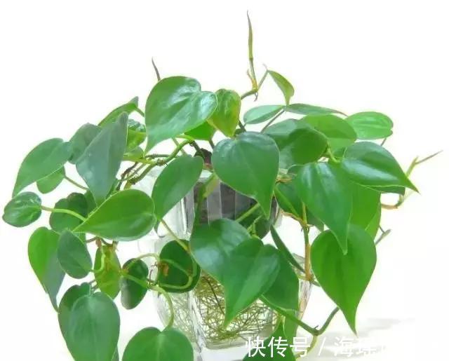 爆盆|都说绿萝好养,我家的总是长不好,绿萝这样养,一个月就爆盆!