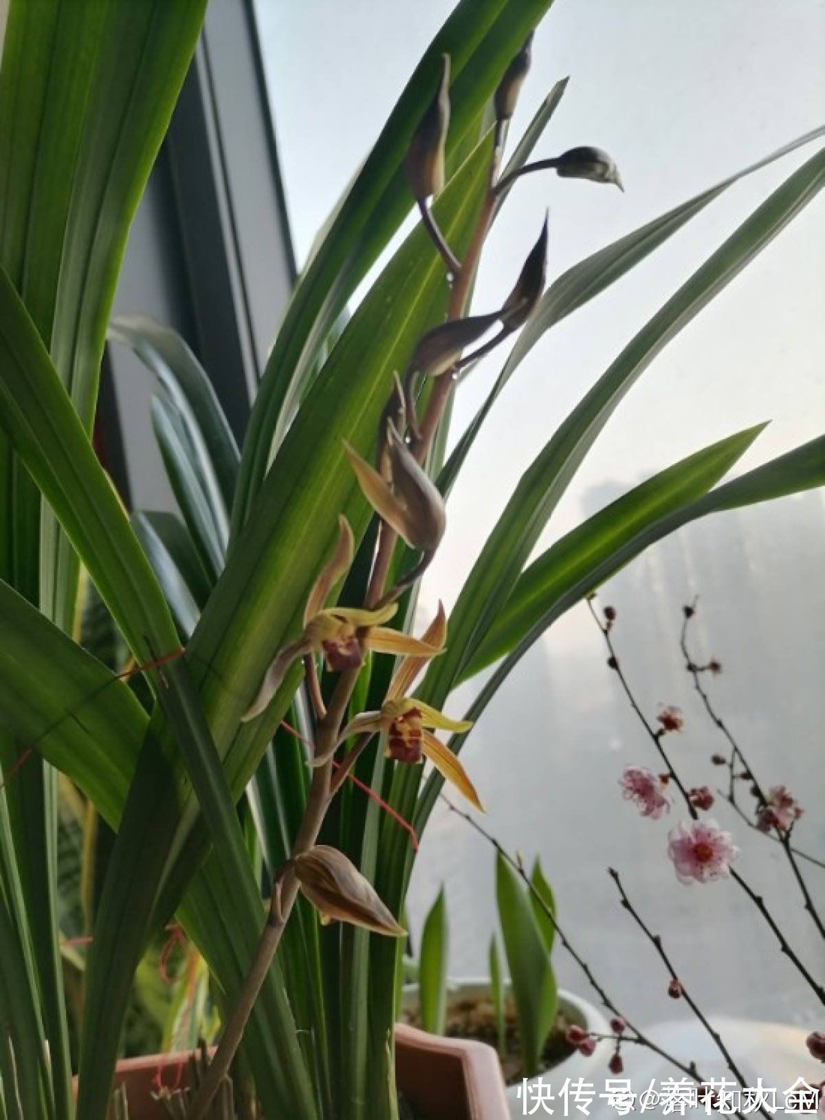 兰花|养花还有鄙视链?养普货兰花被嘲笑,爷爷气得不打一处来