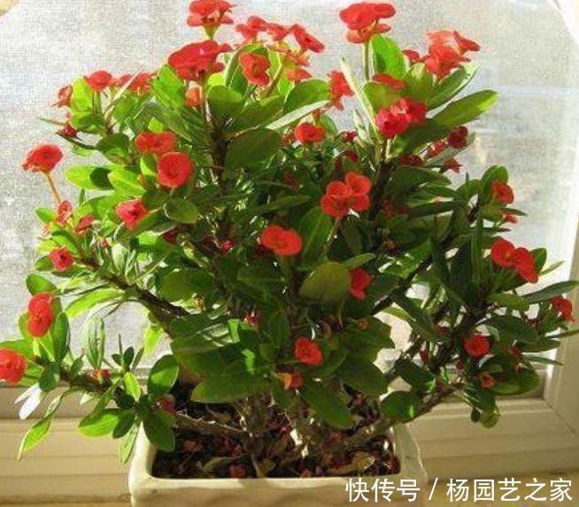 花期最长的“4种花”,一开就是300多天,财运爆发,事业风生水起