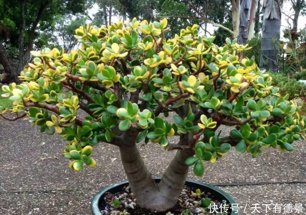土壤|盆栽玉树,有“3要点”,四季都繁茂叶油绿,枝子更粗壮