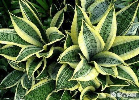 如何让虎皮兰不断长侧芽？