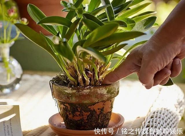 用自来水、雨水、桶装水和凉开水养花的差别,哪种水养花最好呢