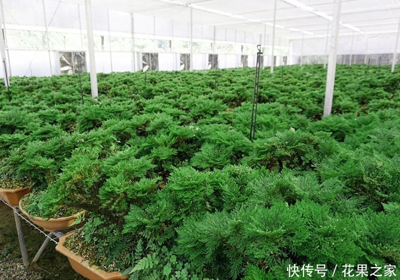 枯萎|养不死的植物,枯萎了也能遇水“涅槃”复活!