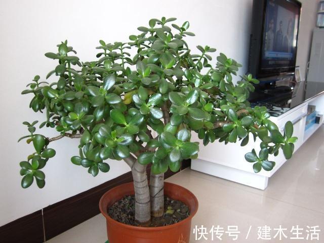 客厅养花选择6种树,自带财气,叶片油绿,旺财、旺人