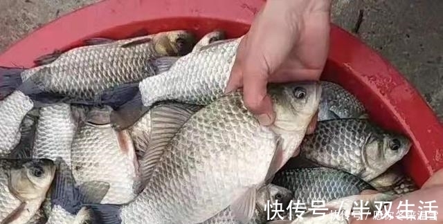 麦粒|用过最好的饵料,没有之一,饵料一入水就被鲫鲤鱼疯抢