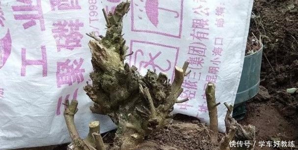 人说农村黄荆“不值钱”,放牛娃天天挖,说做成精品盆景就值了!