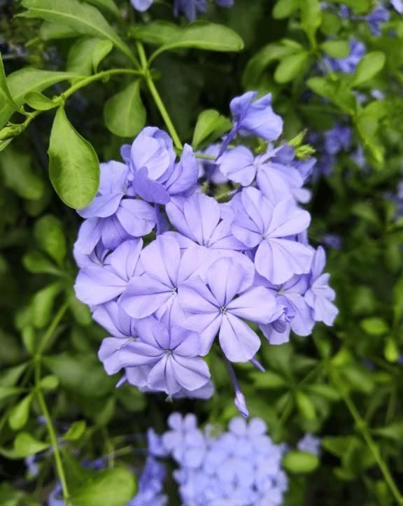 太阳花|急性子的人就养此4种花，掐个枝条插土里，当年就开花早看早知道