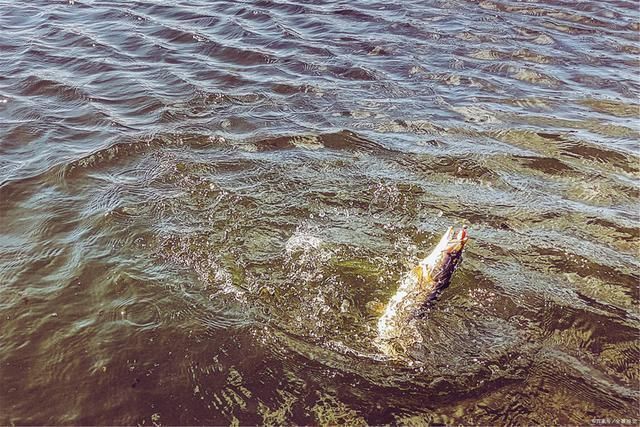 钓鱼|能不能钓好鱼很大程度取决于钓鱼人的性格,不由你不信