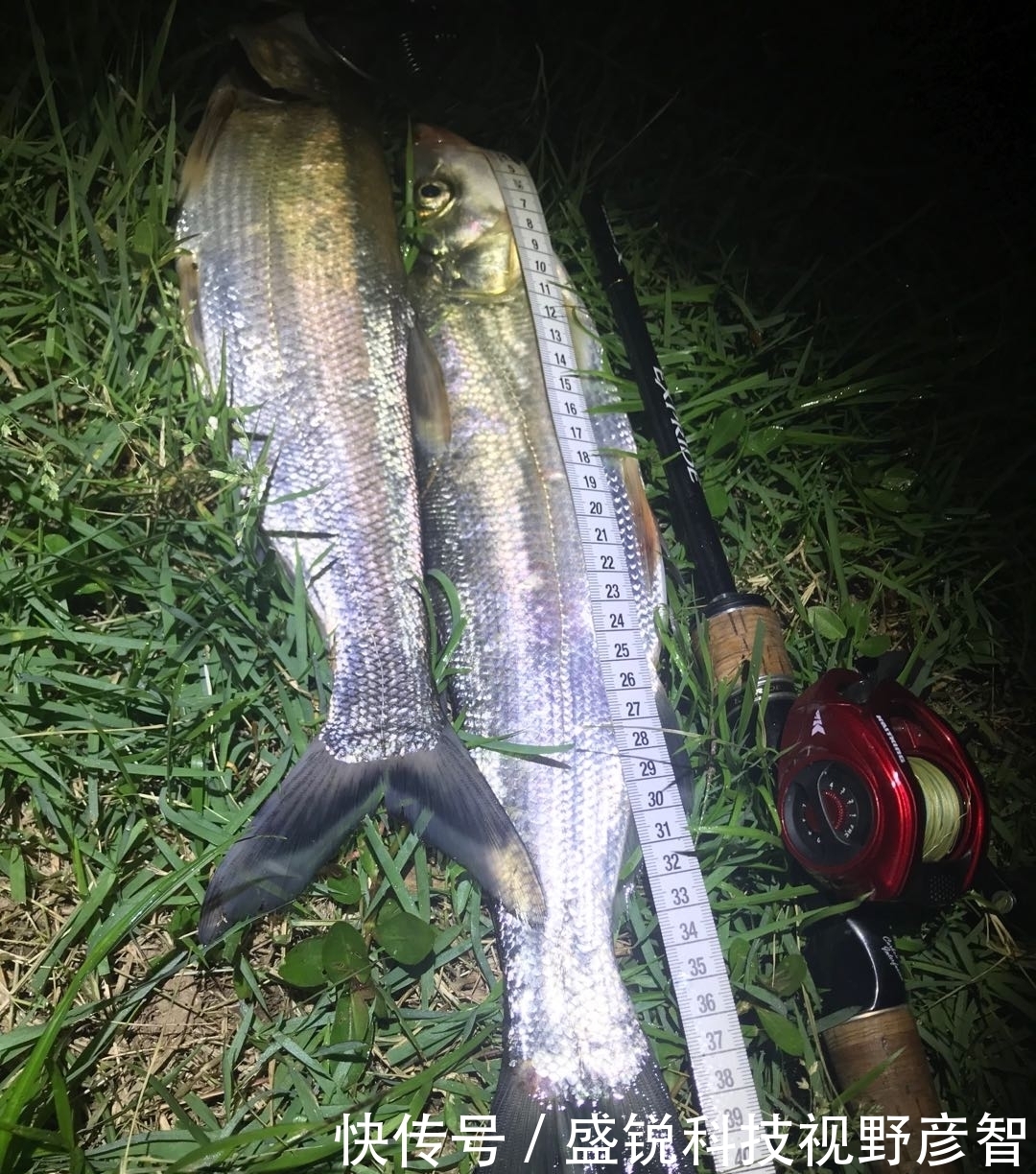 翘嘴|夏季夜钓翘嘴,带什么饵都别忘带上波爬