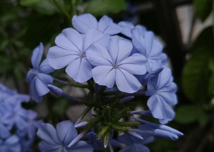 蓝雪花这样养,爆盆不断,开满整个夏天