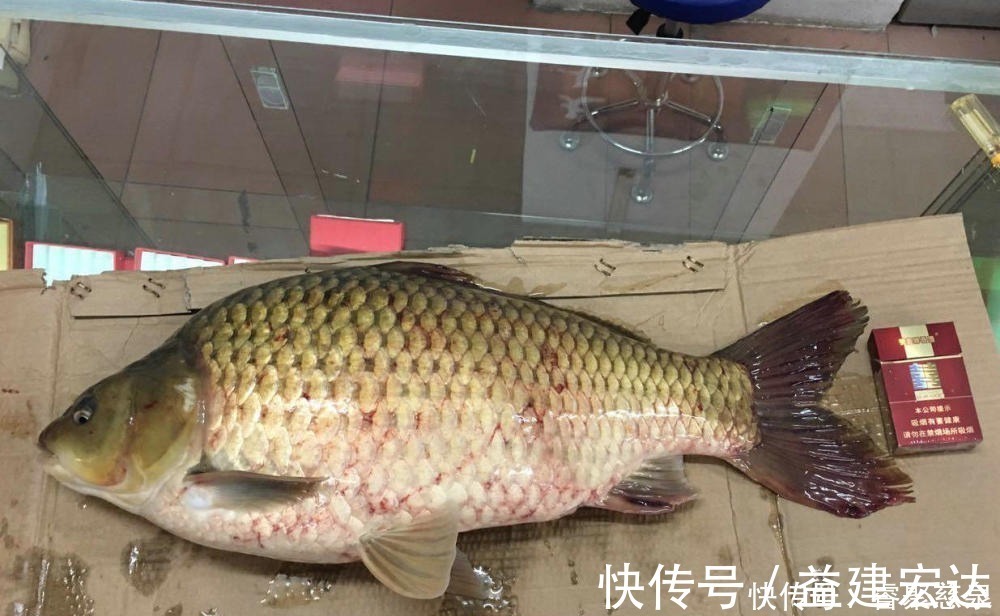 钓鱼|他野钓钓到六斤鲫鱼王,一看竟是“太监鲫鱼”这究竟是谁的功劳