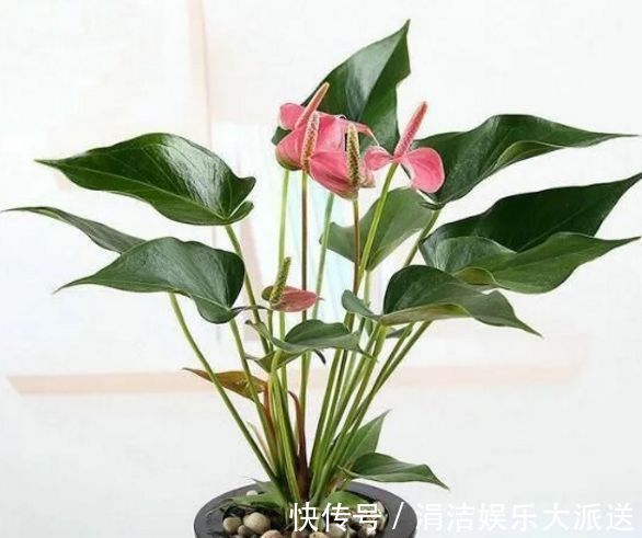 新手|此3种植物好看又好养，招财还旺宅，养花新手都能养爆盆