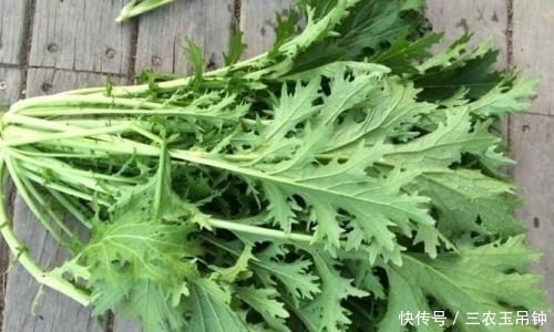 药用价值|农村一种野草，味道堪比辣椒，如今是上好野菜，腌成泡菜最美味