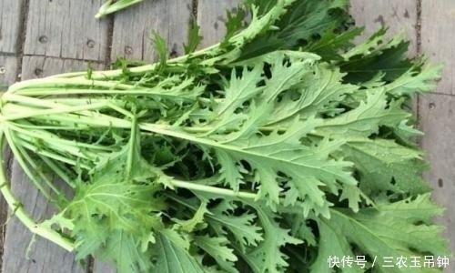 药用价值|农村一种野草,味道堪比辣椒,如今是上好野菜,腌成泡菜最美味