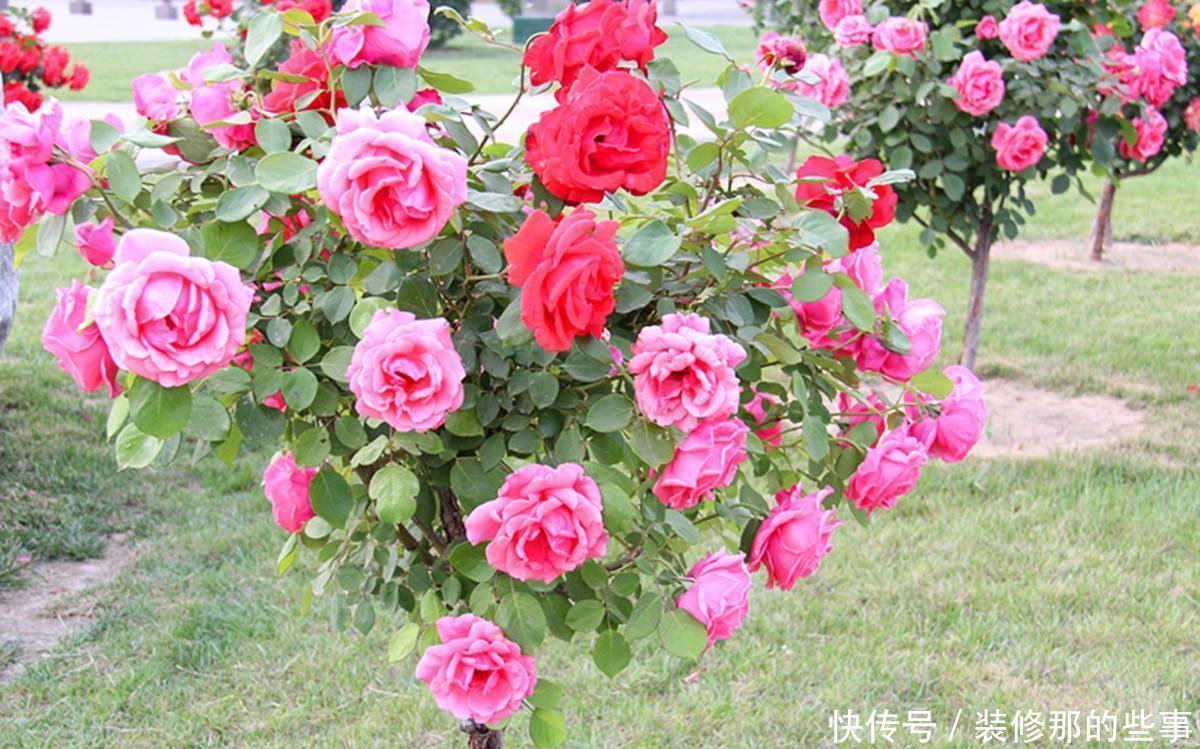 常见的几款花,管理简单好嫁接,修修剪剪就能变成大花团
