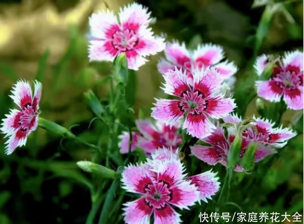 小花看着不起眼,家里摆一盆,邻居都说还挺好看