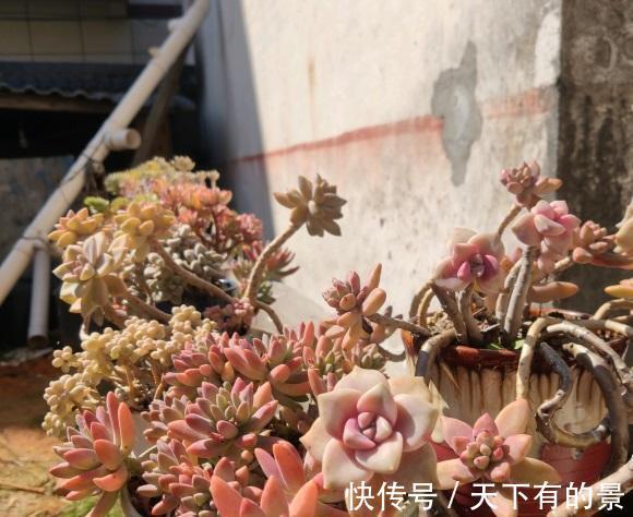 品种|喜欢养多肉，不知道该怎么选？先养便宜的，再养品种好的！